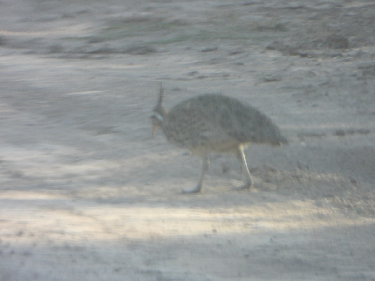 Quebracho Crested-Tinamou - ML641033884