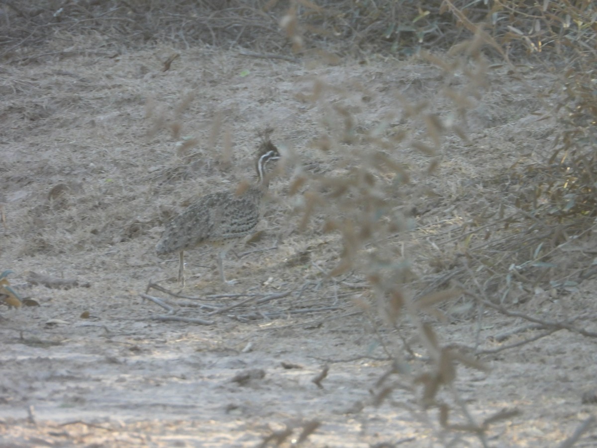 Quebracho Crested-Tinamou - ML641033885