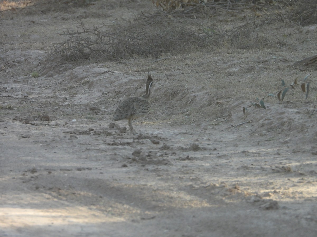 Quebracho Crested-Tinamou - ML641033886