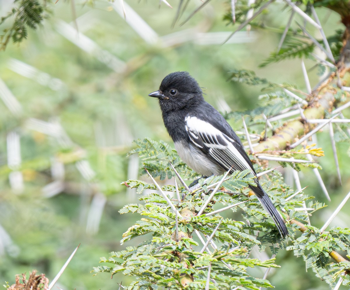 White-bellied Tit - ML641033916