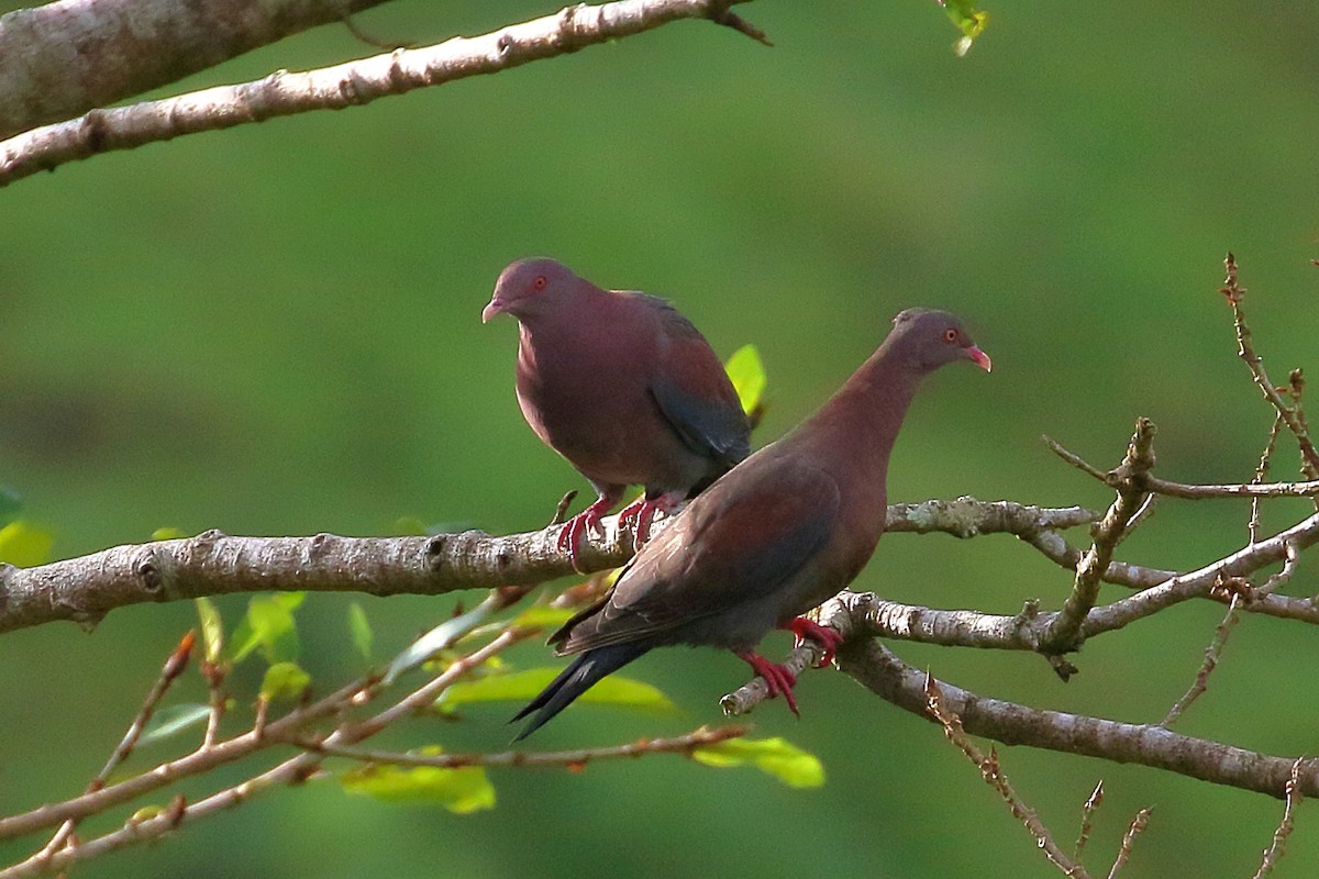 Red-billed Pigeon - ML641033922