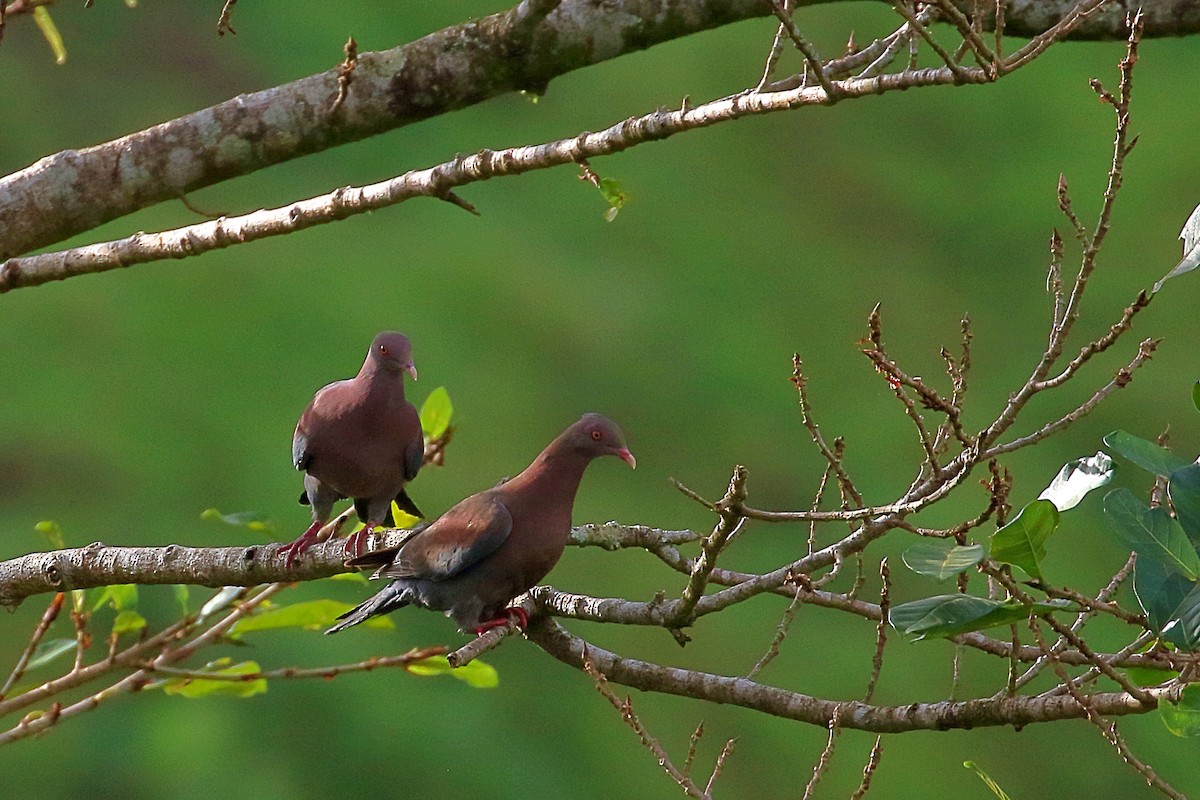 Red-billed Pigeon - ML641033923