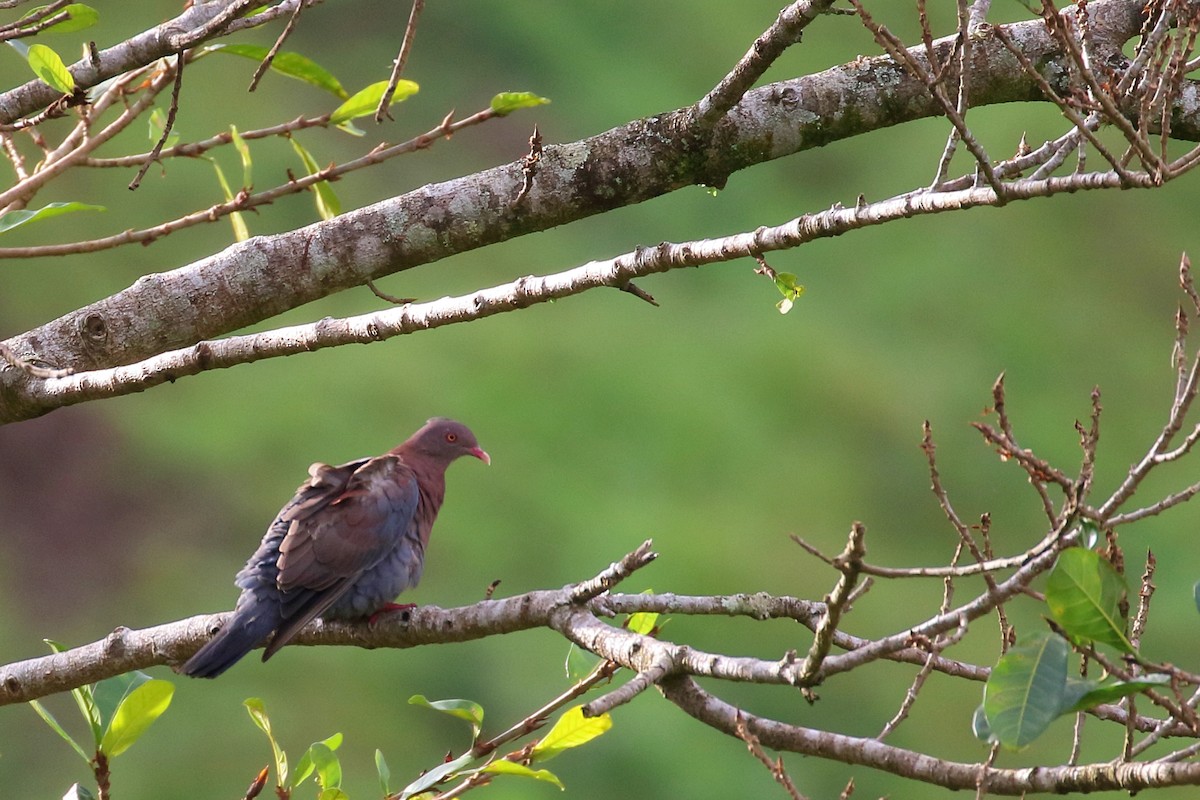 Red-billed Pigeon - ML641033924