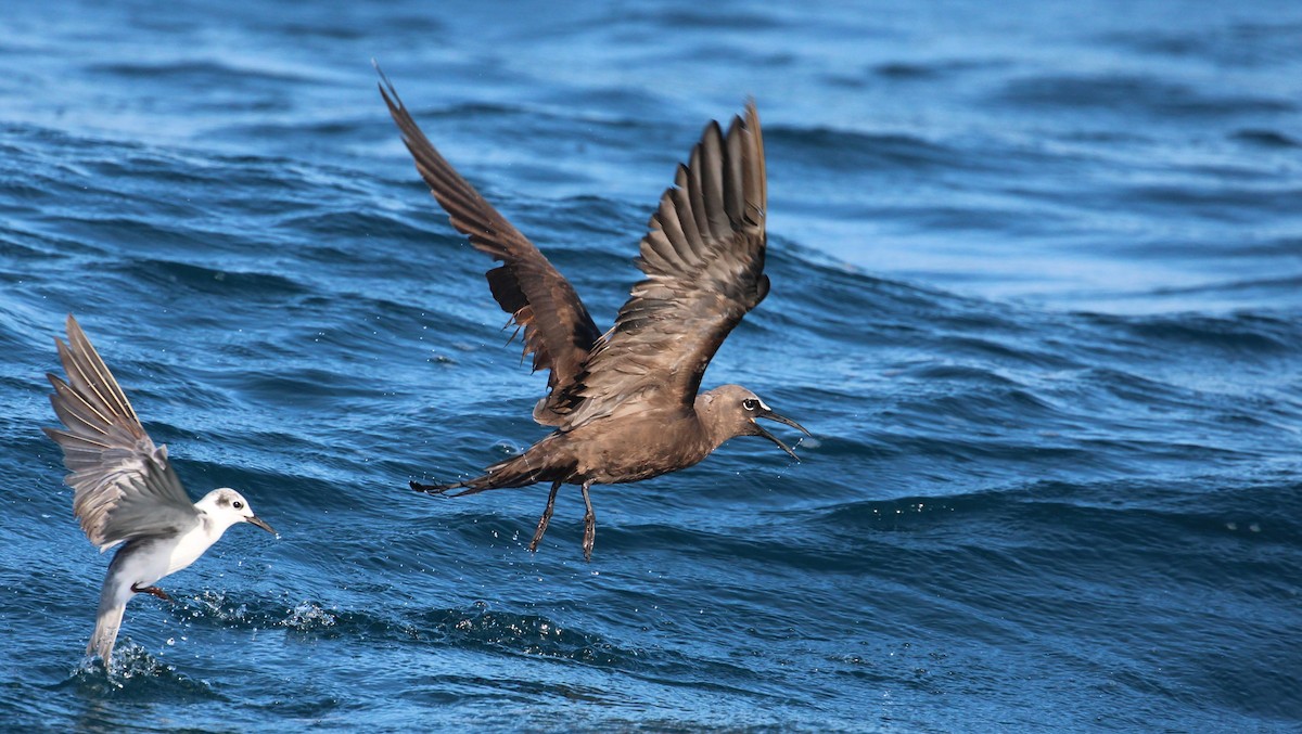 Brown Noddy - ML641033930
