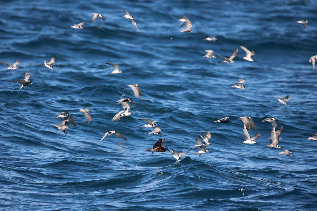 Brown Noddy - ML641033931