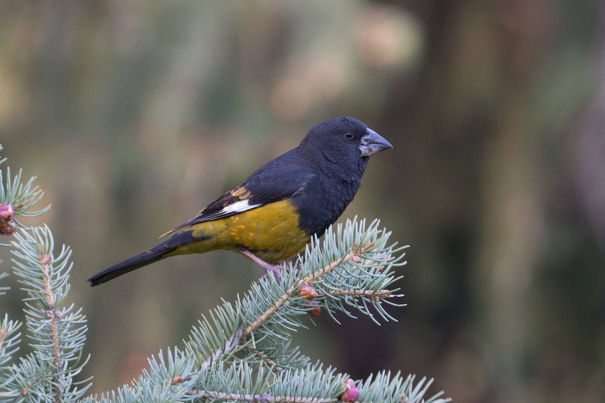 White-winged Grosbeak - ML641033974
