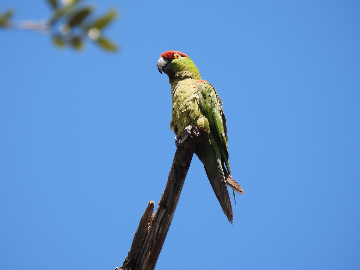 Thick-billed Parrot - ML641033975