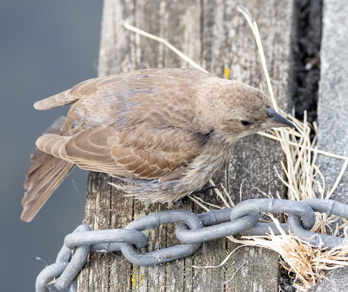 Brown-headed Cowbird - ML641034033