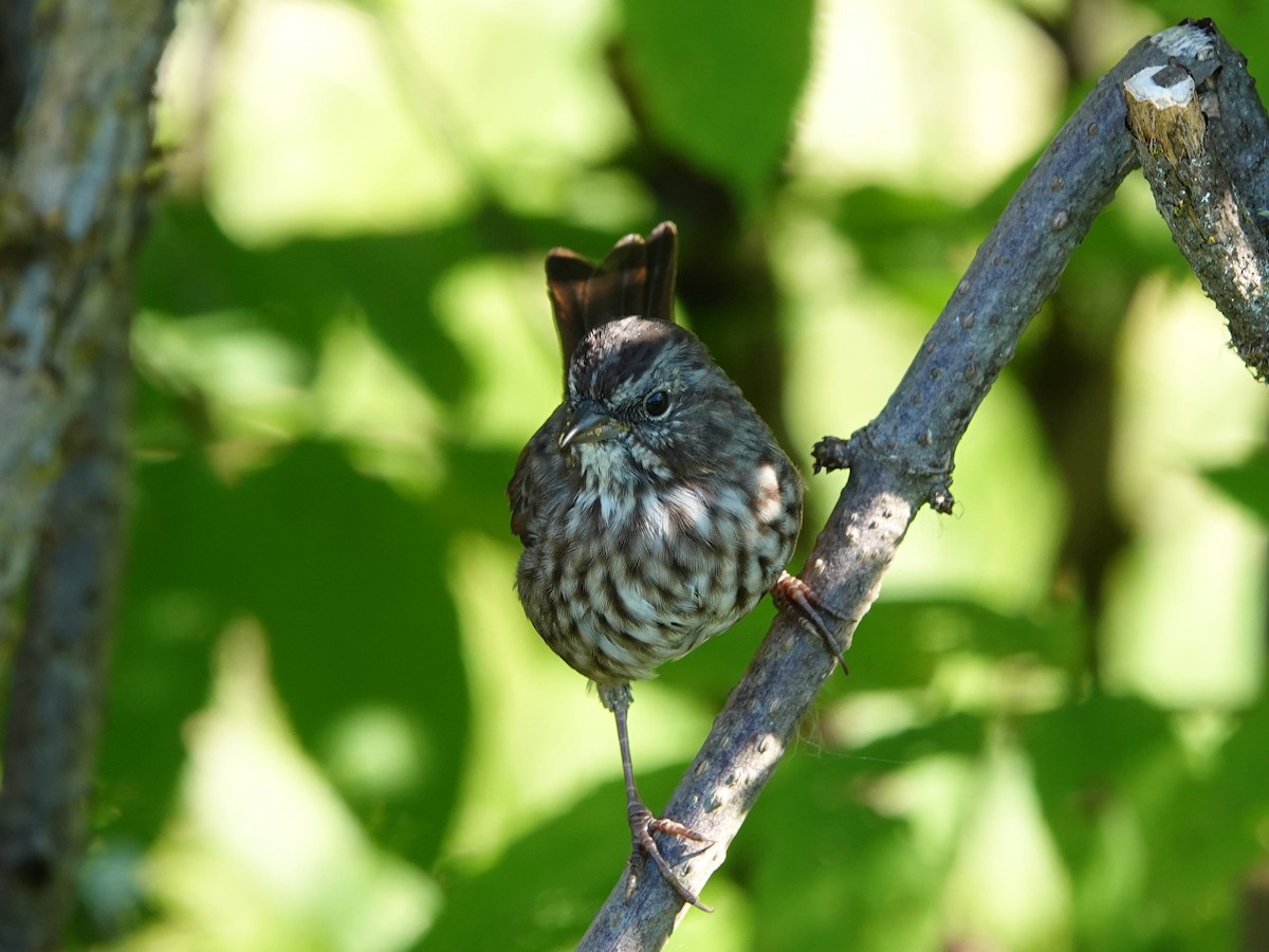 Song Sparrow - ML641034056