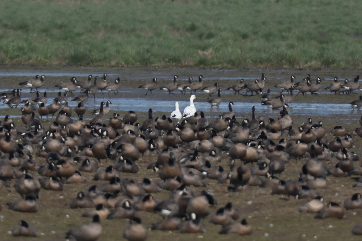 Snow/Ross's Goose - ML641034064