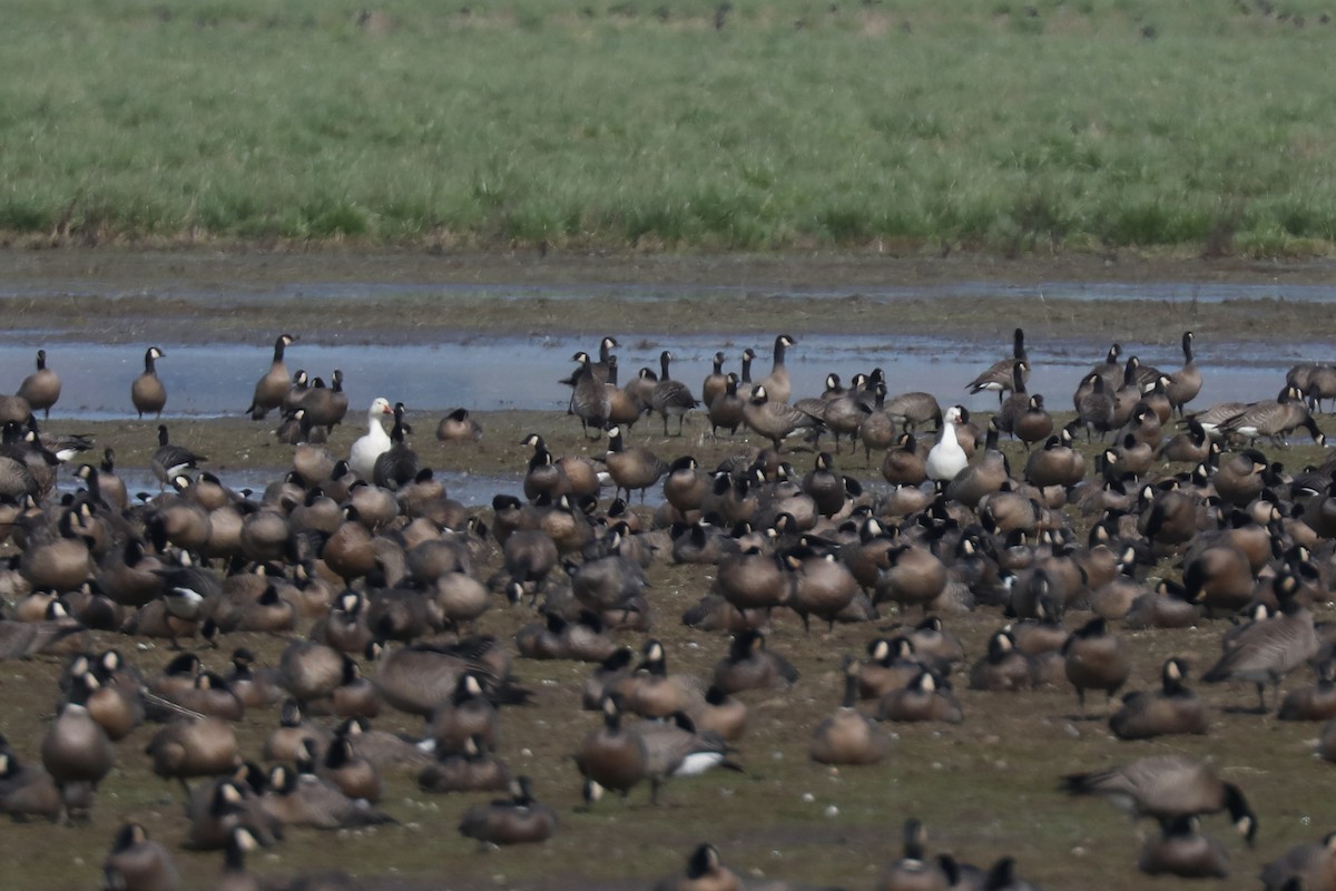 Snow/Ross's Goose - ML641034066