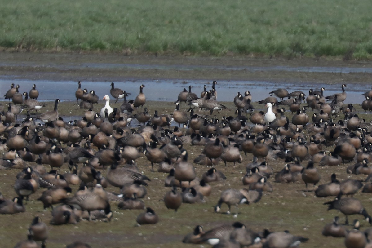 Snow/Ross's Goose - ML641034067