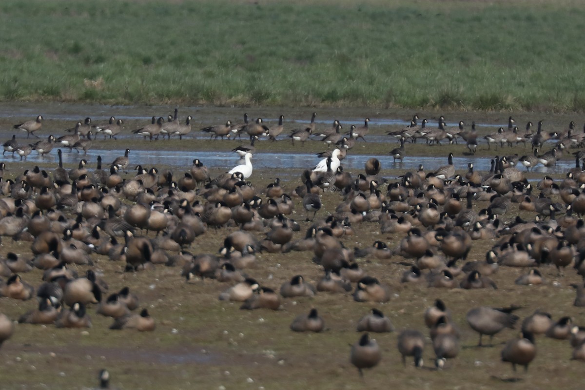 Snow/Ross's Goose - ML641034068