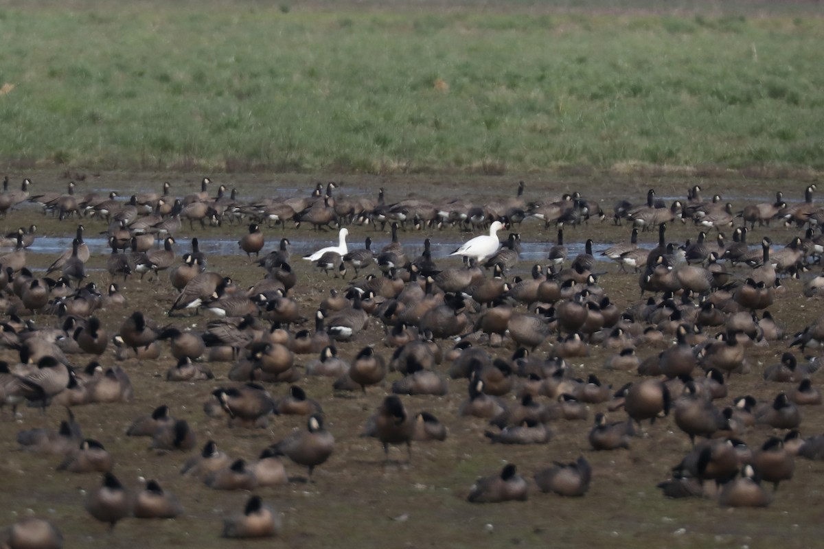 Snow/Ross's Goose - ML641034069