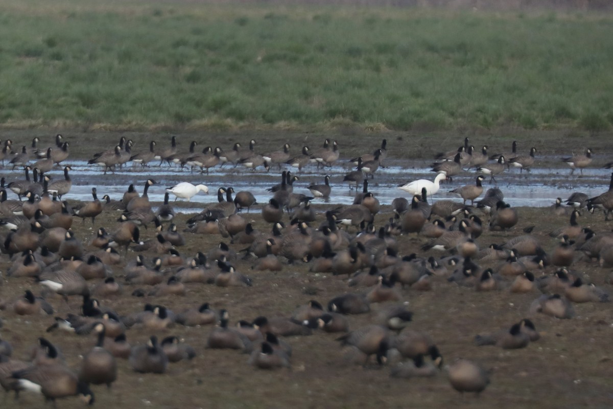 Snow/Ross's Goose - ML641034073