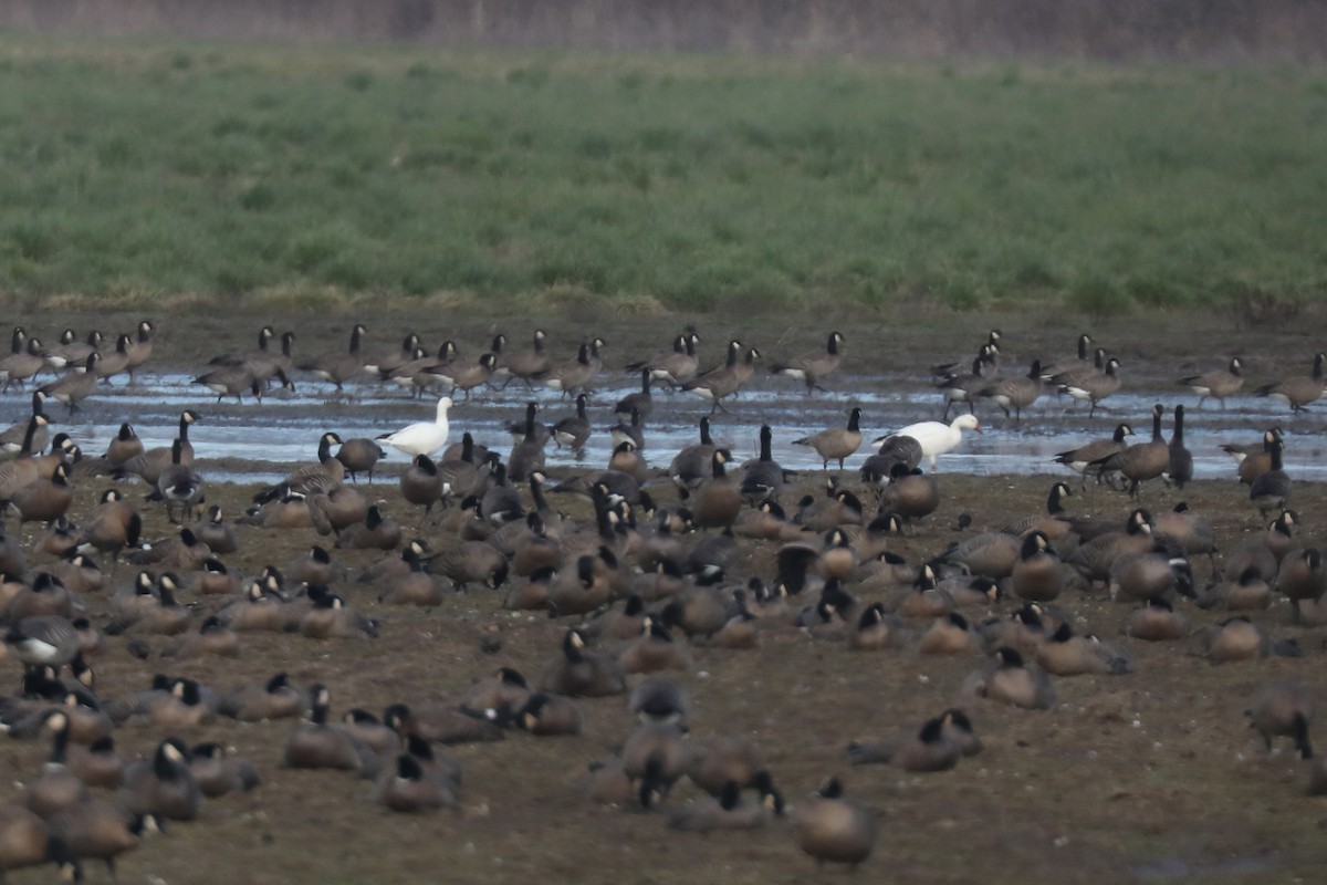 Snow/Ross's Goose - ML641034074