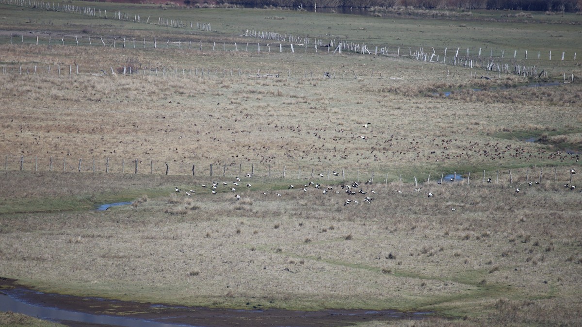 Ashy-headed Goose - ML641034109