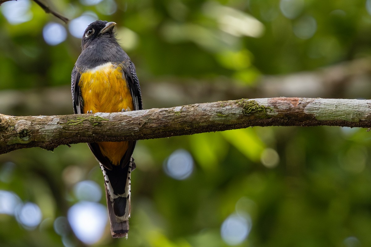 Gartered Trogon - ML641034121