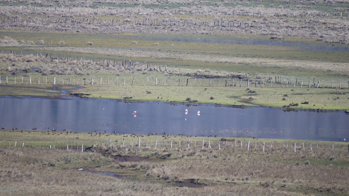 Ashy-headed Goose - ML641034142