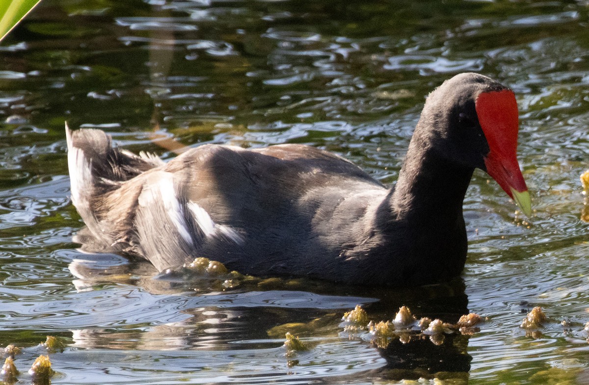 Common Gallinule - ML641034157