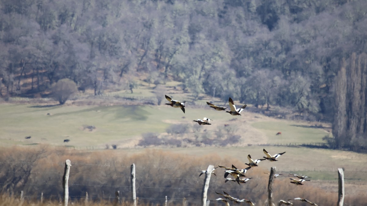 Ashy-headed Goose - ML641034160