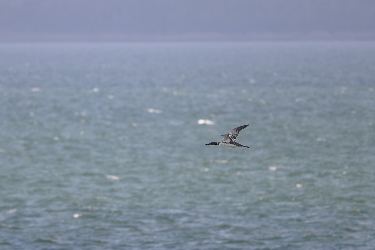 Common Loon - ML641034207