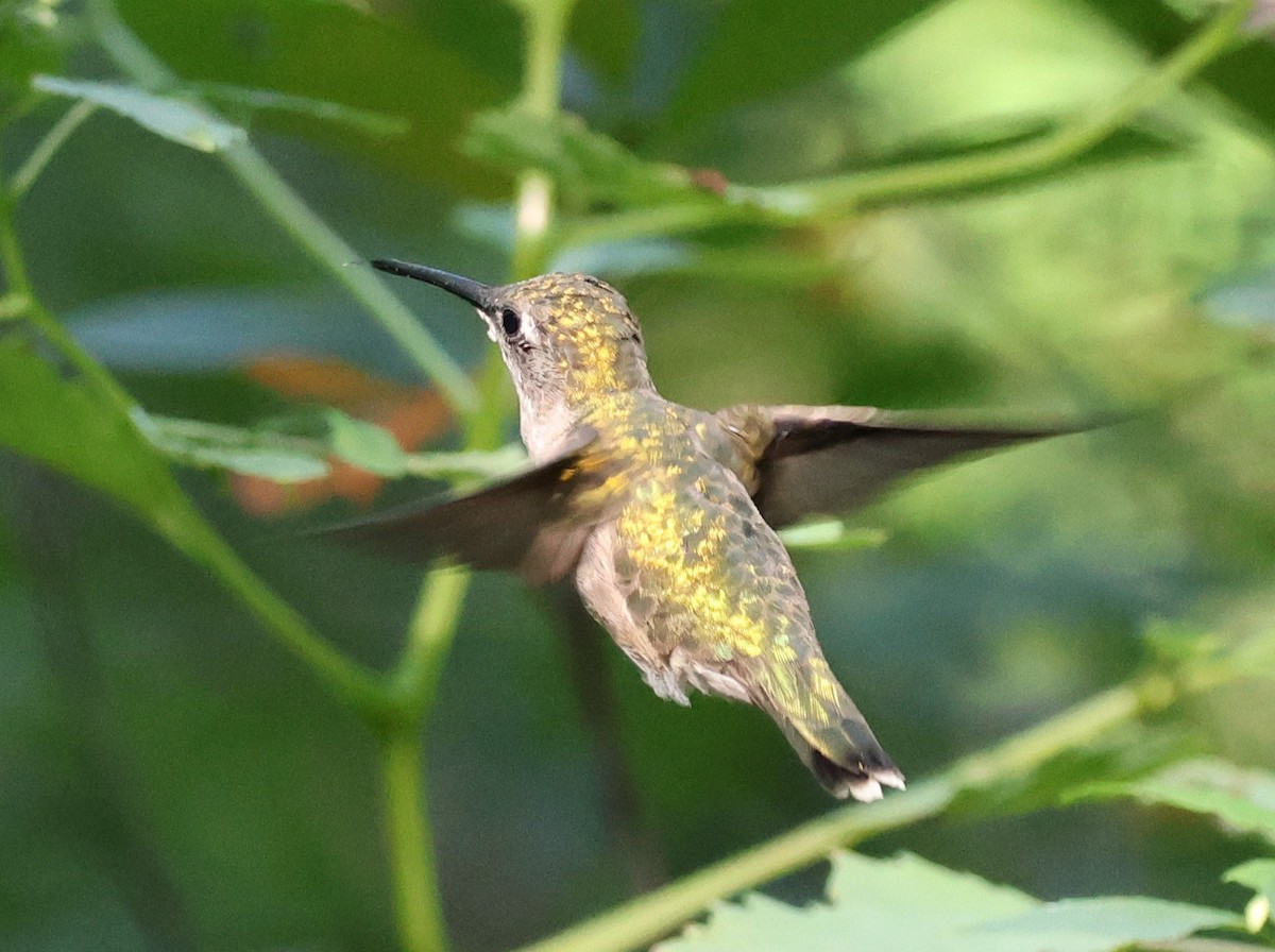 Ruby-throated Hummingbird - ML641034213