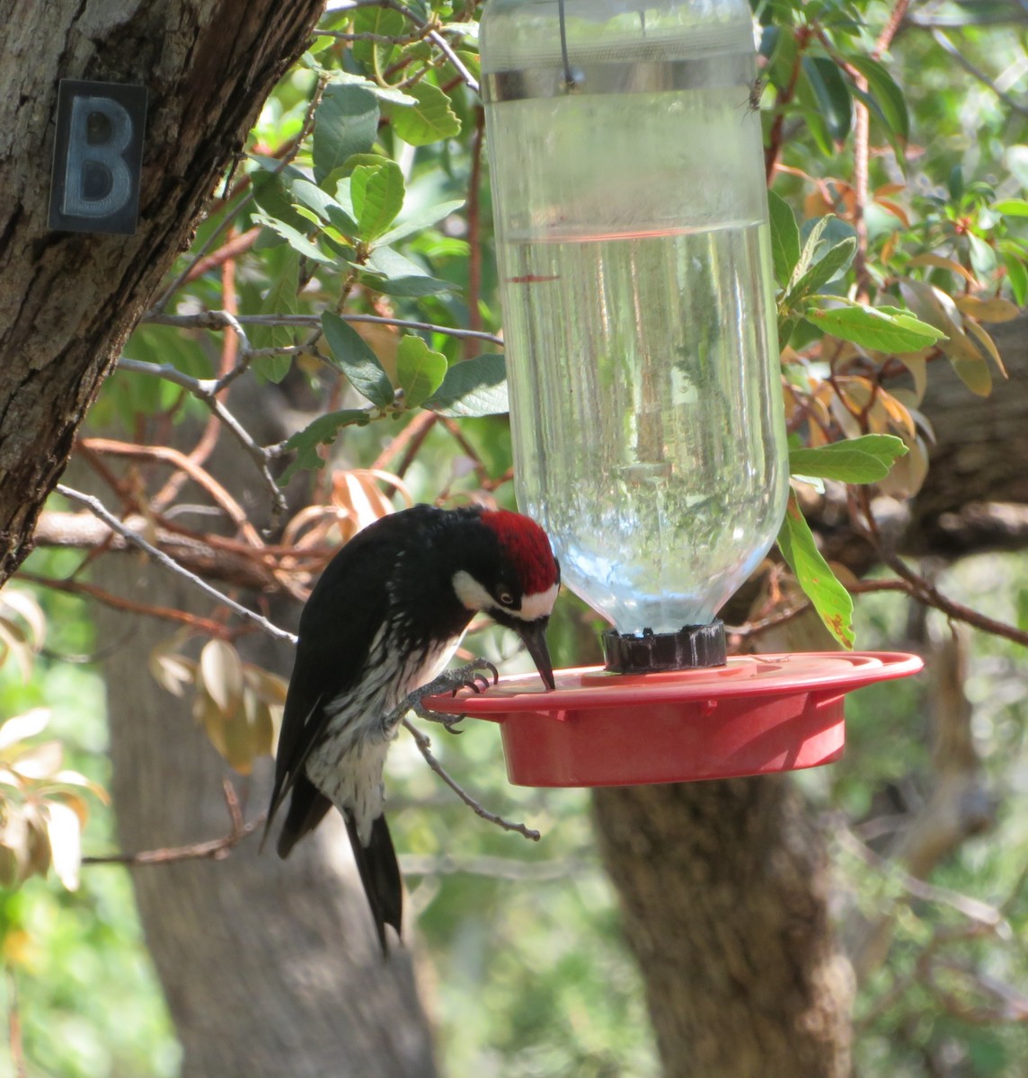 Acorn Woodpecker - ML641034218