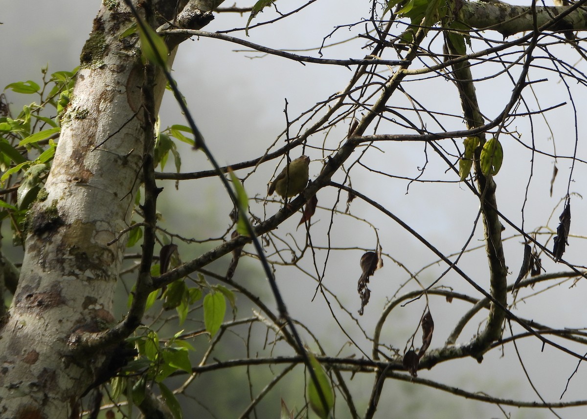 Three-striped Warbler - ML641034224