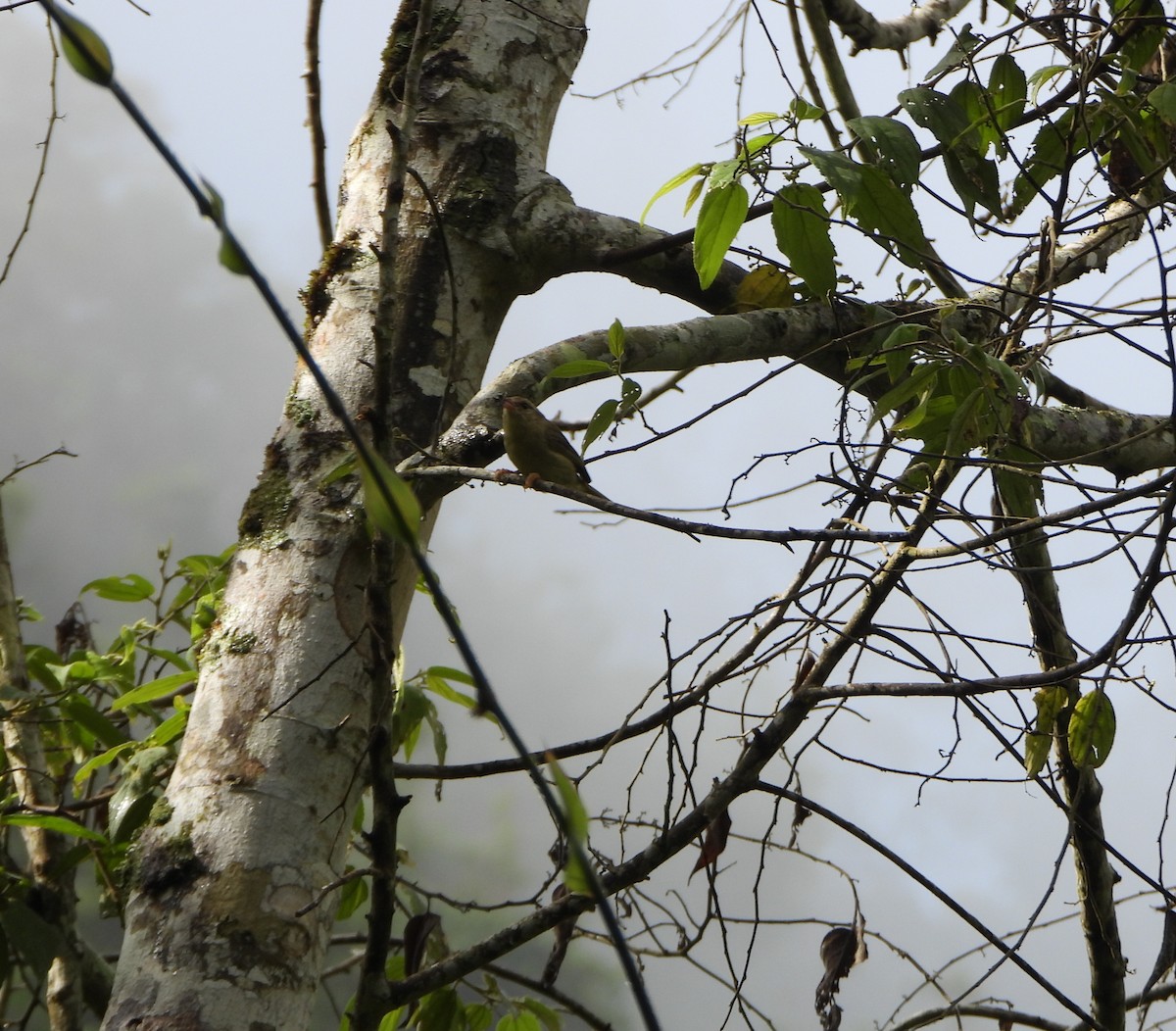 Three-striped Warbler - ML641034225