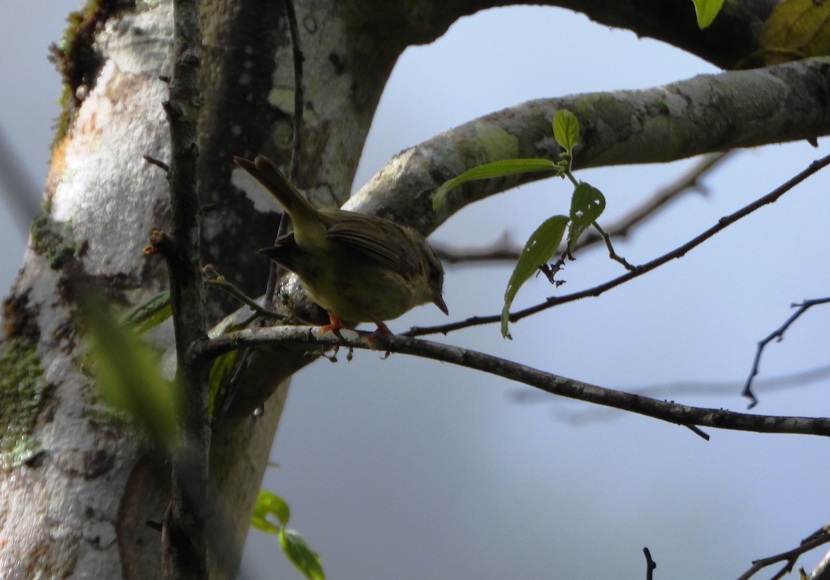 Three-striped Warbler - ML641034226