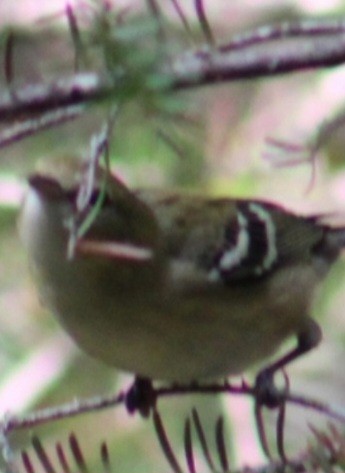Bay-breasted Warbler - ML641034231