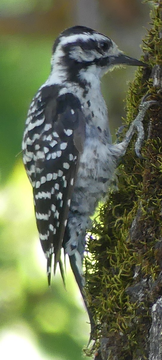Nuttall's Woodpecker - ML641034240