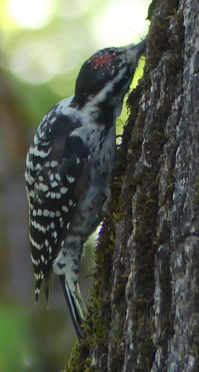 Nuttall's Woodpecker - ML641034241
