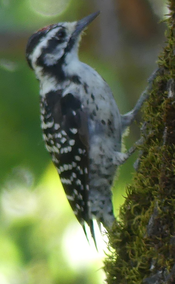 Nuttall's Woodpecker - ML641034242