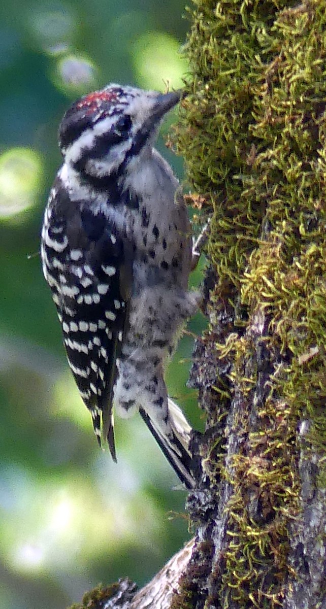 Nuttall's Woodpecker - ML641034243