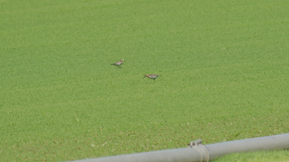 Baird's Sandpiper - ML641034257