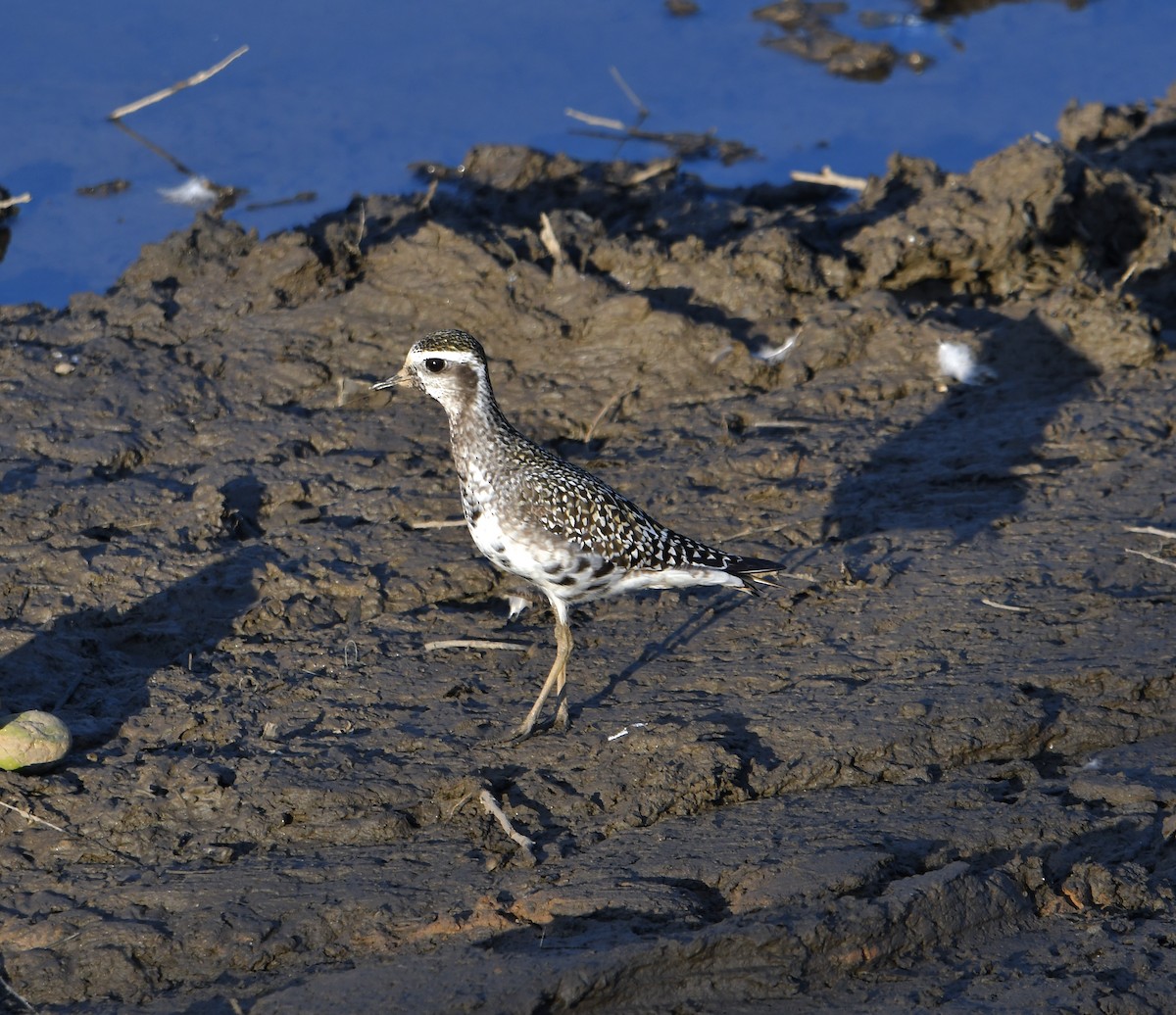 American Golden-Plover - ML641034261
