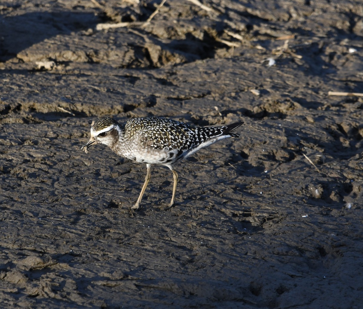 American Golden-Plover - ML641034262