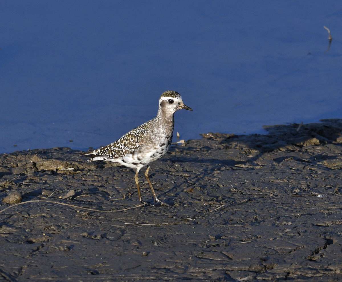 American Golden-Plover - ML641034263