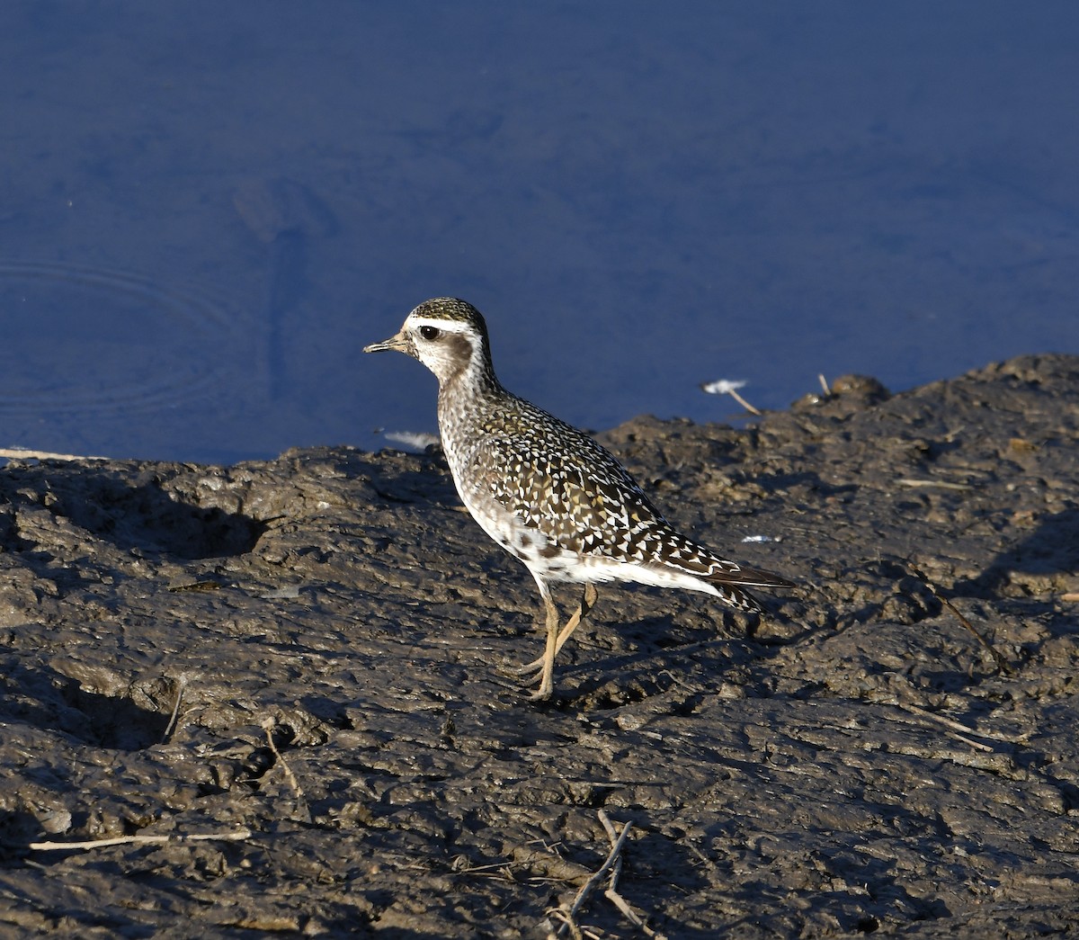 American Golden-Plover - ML641034265