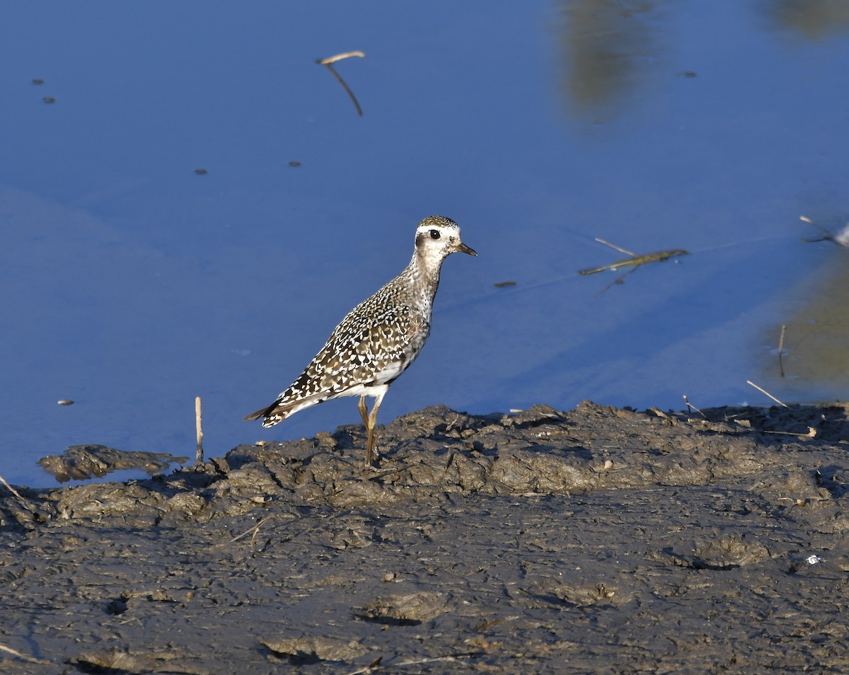 American Golden-Plover - ML641034266