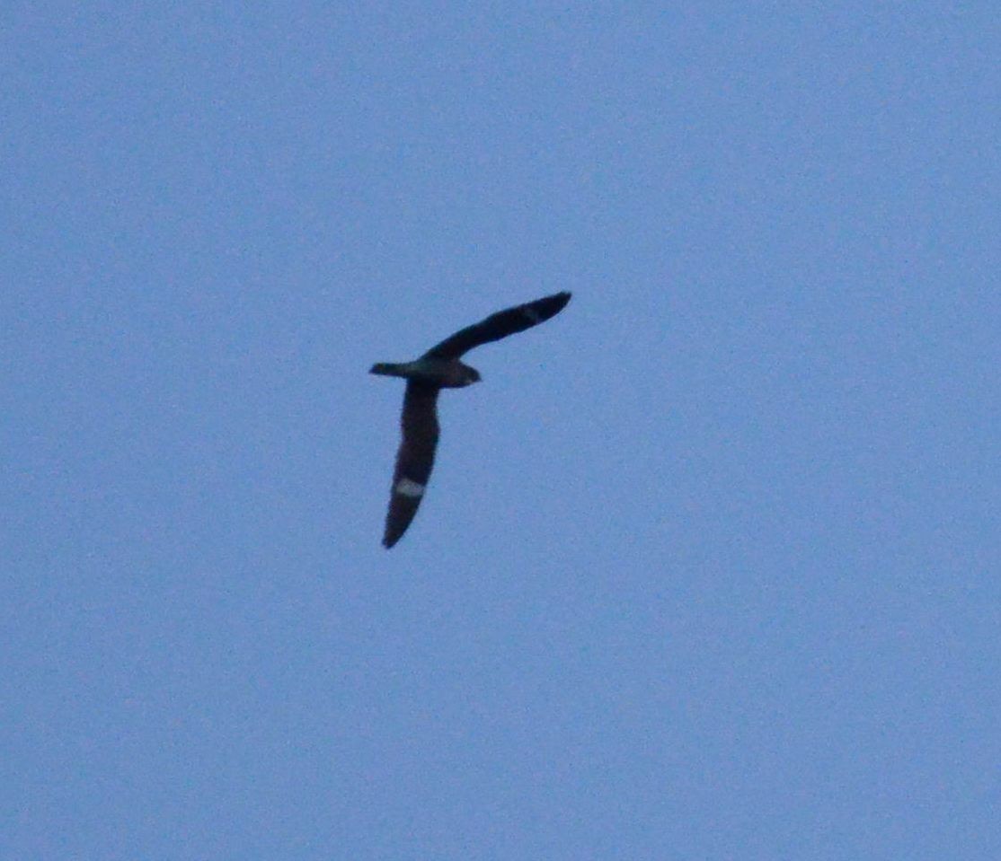 Common Nighthawk - ML641034276