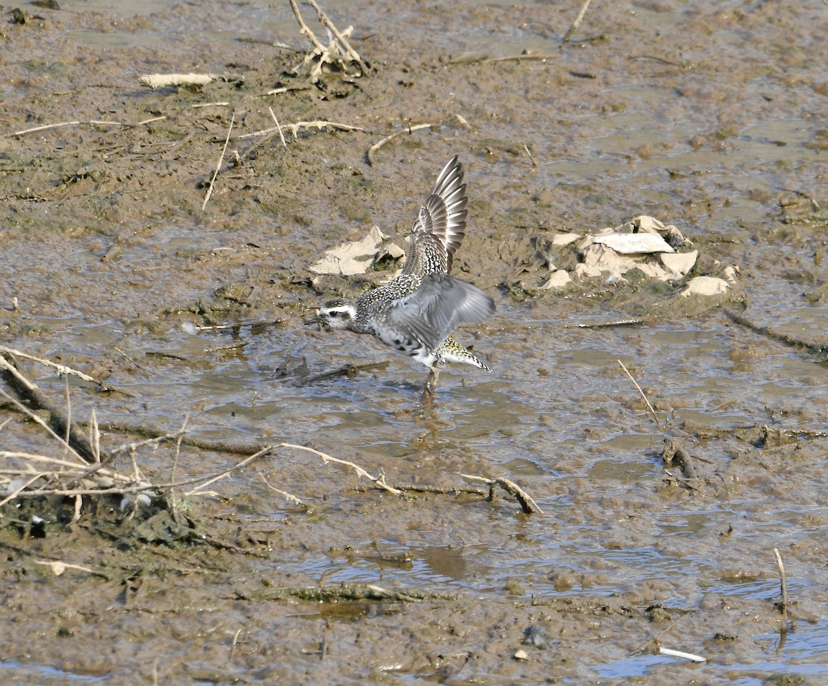 American Golden-Plover - ML641034298
