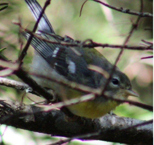 Northern Parula - ML641034299