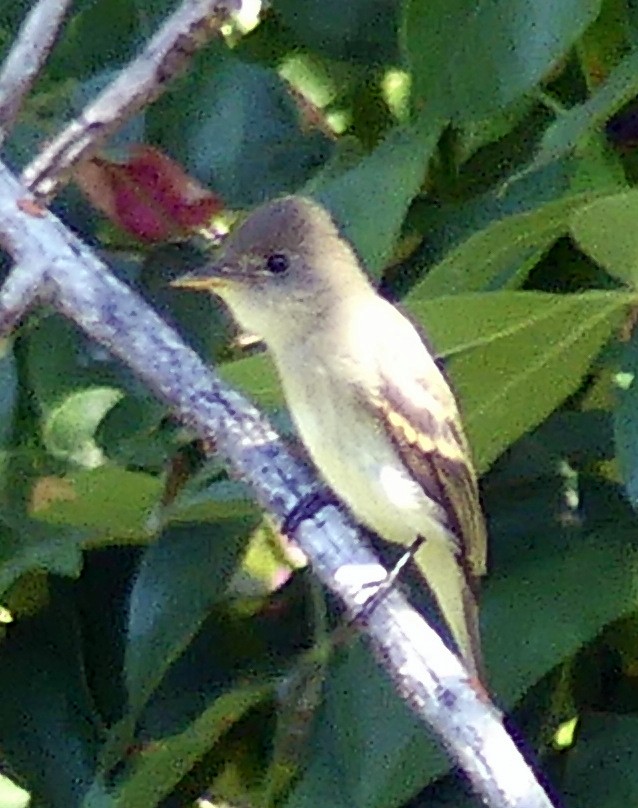 Western Wood-Pewee - ML641034304