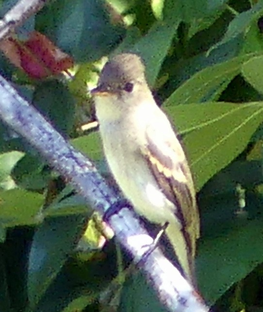 Western Wood-Pewee - ML641034306