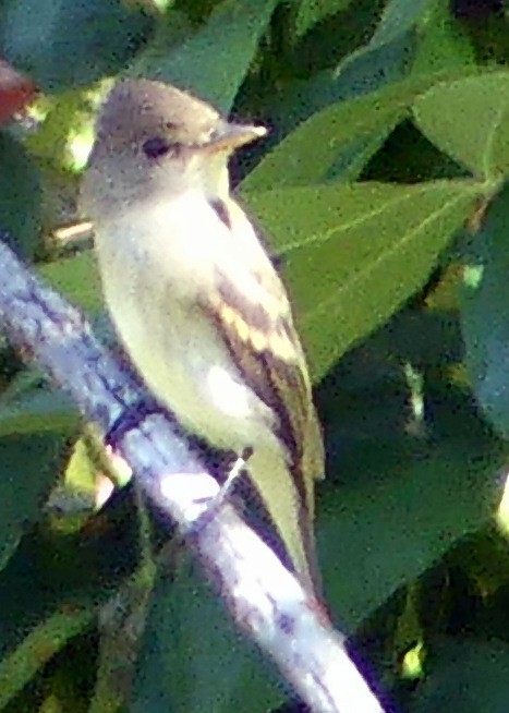 Western Wood-Pewee - ML641034307