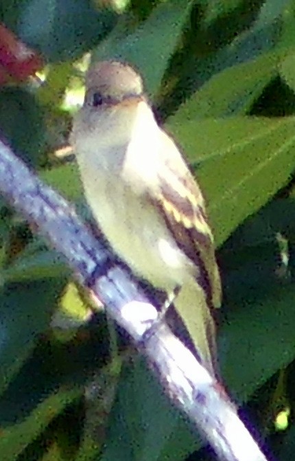 Western Wood-Pewee - ML641034308