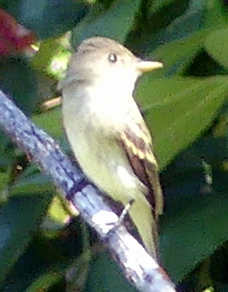 Western Wood-Pewee - ML641034309